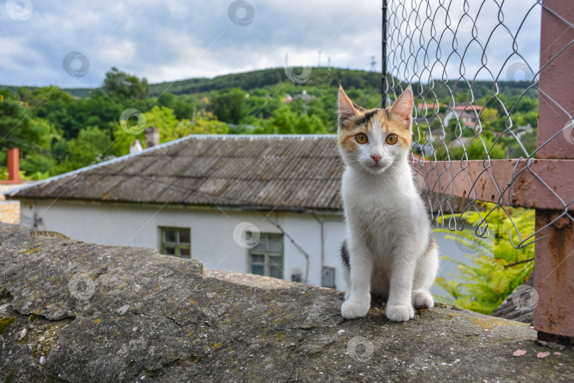 Скачать котенок сидит на камне и смотрит в камеру, портрет котенка фотосток Ozero