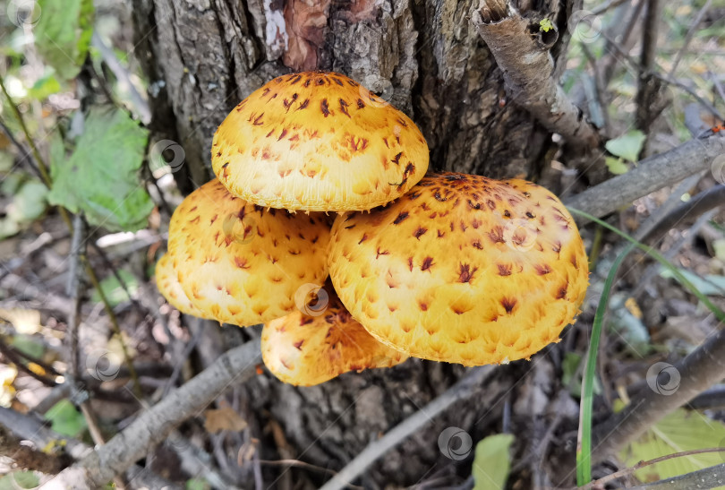 Скачать Золотая чешуйка (лат. Pholiota aurivella) - гриб семейства Строфариевых, рода Foliota или Чешуйка на дереве в лесу фотосток Ozero