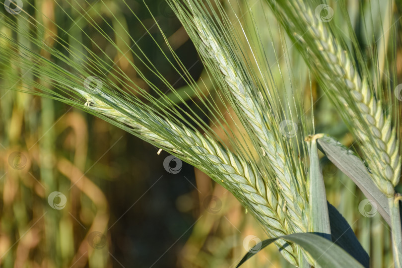 Скачать стебель пшеницы крупным планом, урожай крупным планом фотосток Ozero