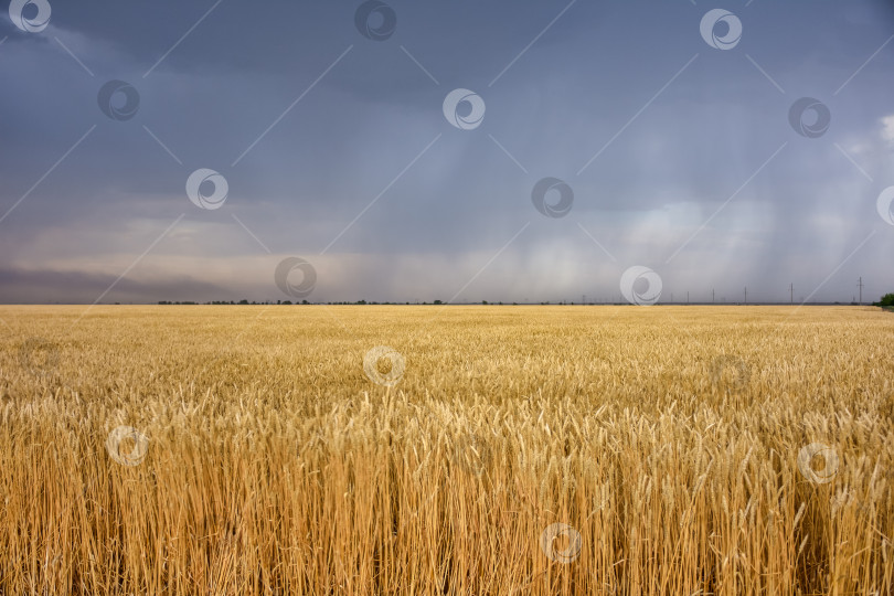 Скачать пшеничное поле перед бурей, фотосток Ozero