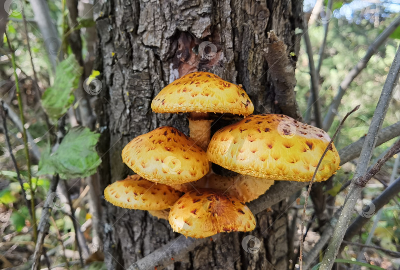 Скачать Золотая чешуйка (лат. Pholiota aurivella) - гриб семейства Строфариевых, рода Foliota или Чешуйка на дереве в лесу фотосток Ozero