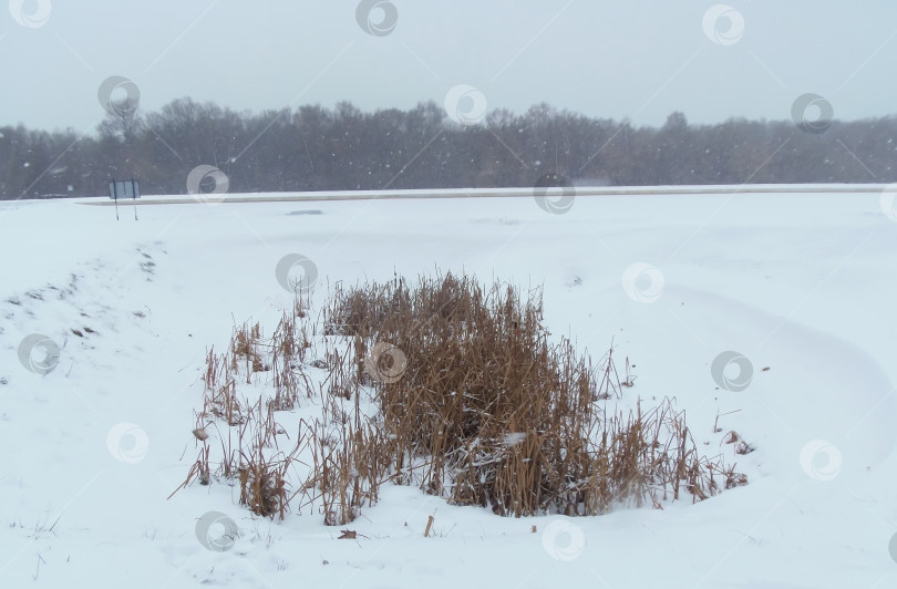 Скачать Камыш на снегу фотосток Ozero