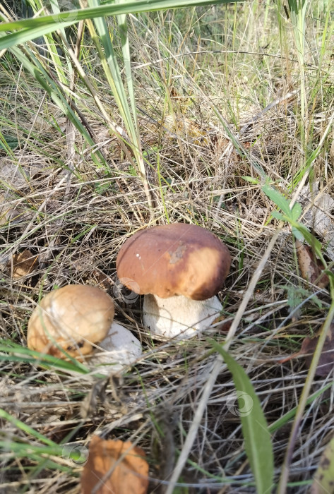 Скачать два гриба Boletus edúlis в траве фотосток Ozero