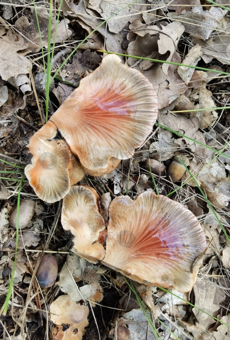 Скачать печеночный гриб в разрезе, лежащий на земле на дубовых листьях и желудях в лесу фотосток Ozero