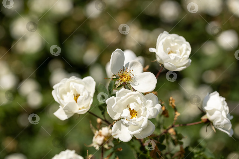 Скачать Белые цветы шиповника в саду фотосток Ozero