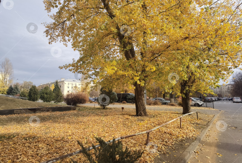 Скачать осень в городе - опавшие листья с тополя в желтой листве на земле фотосток Ozero