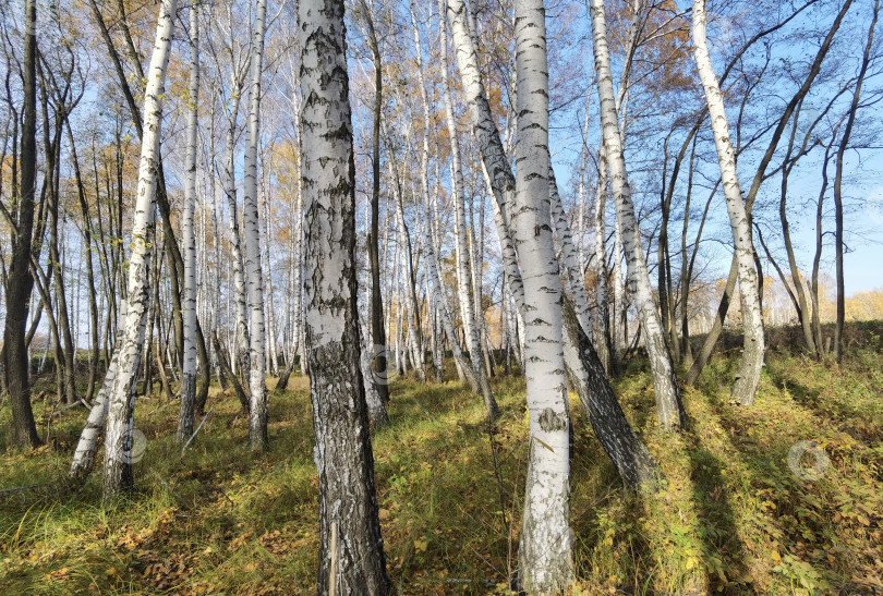Скачать белые стволы берез осенью в лесу, опавшие листья на земле, голубое небо фотосток Ozero