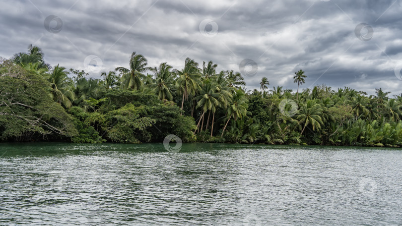 Скачать Непроходимые заросли пальм, тропических растений на берегу реки. фотосток Ozero