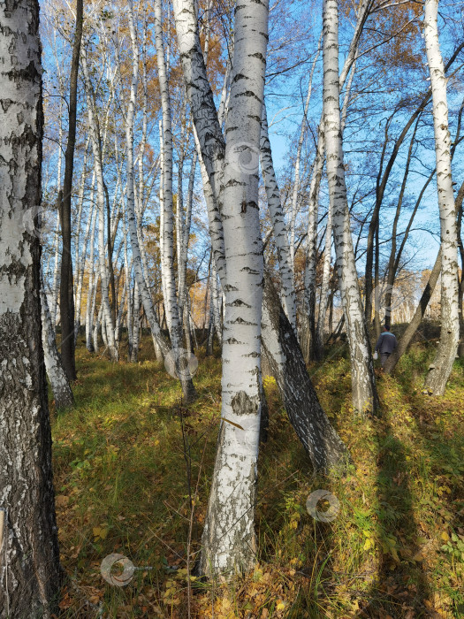 Скачать белые стволы берез осенью в лесу, опавшие листья на земле, голубое небо фотосток Ozero