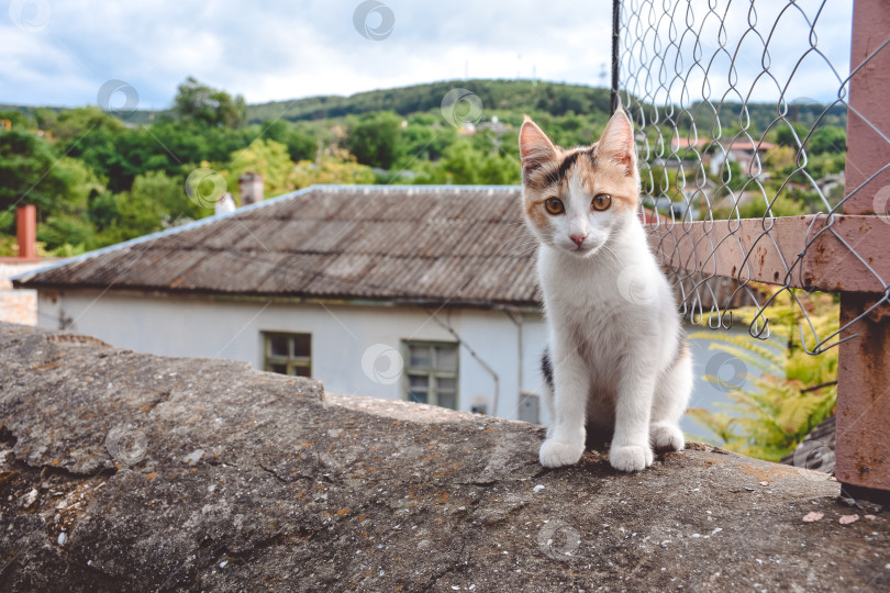 Скачать котенок сидит на камне и смотрит в камеру, портрет котенка фотосток Ozero