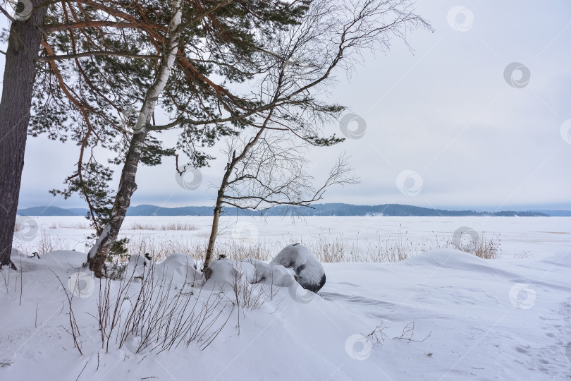 Скачать Зима в еловом лесу, ели, покрытые белым пушистым снегом. Выборочный обзор. Зимний пейзаж со снегом и деревьями. Заснеженные деревья в лесу зимой фотосток Ozero