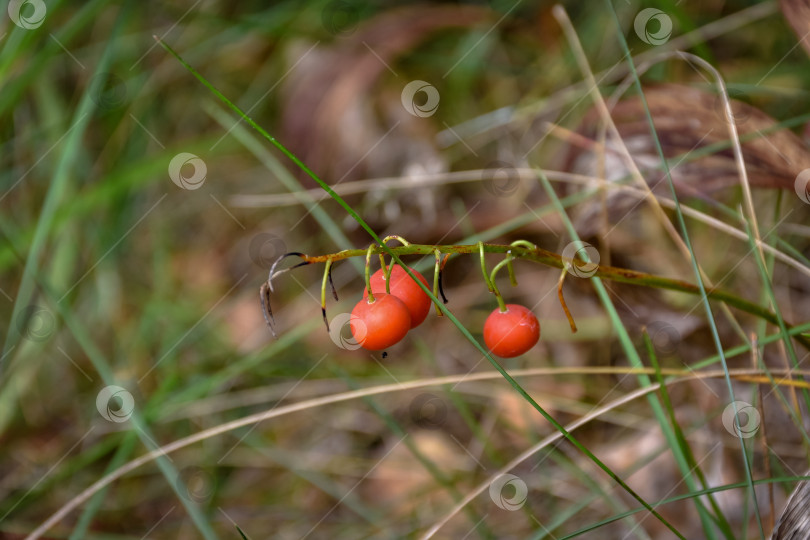 Скачать ландышевые ягоды в траве крупным планом, лесные ягоды крупным планом в лесу фотосток Ozero