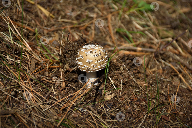 Скачать мухомор в траве крупным планом, гриб крупным планом в лесу фотосток Ozero