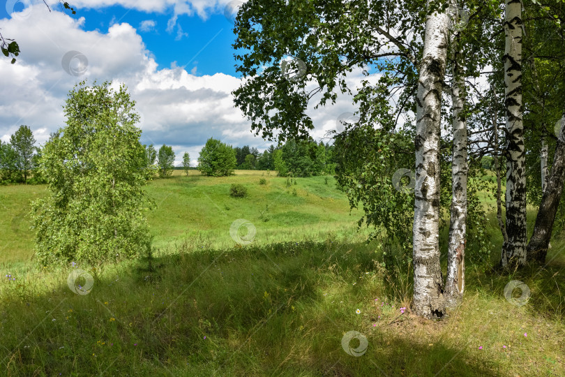 Скачать березовая роща, березы в летнем лесу фотосток Ozero