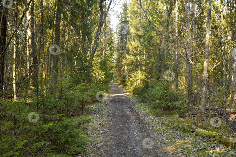 Скачать тропинка в сосновом бору, прогулка по лесу фотосток Ozero