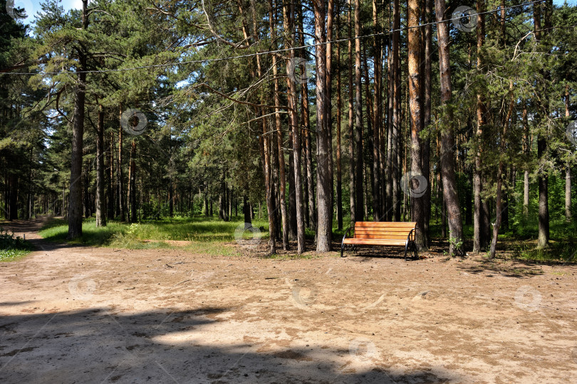 Скачать скамейка в лесу, летний лес фотосток Ozero