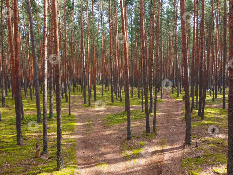 Скачать сосновый лес, прогулка по лесу, стволы деревьев фотосток Ozero