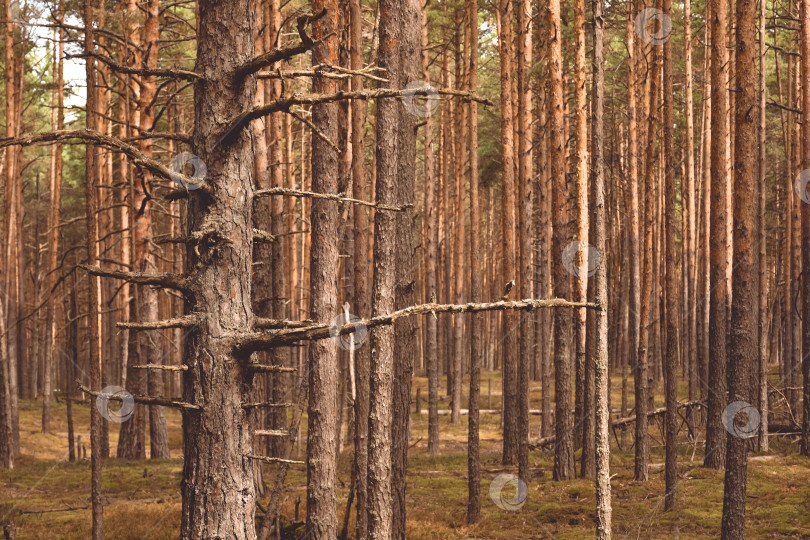 Скачать сосновый лес, прогулка по лесу, стволы деревьев фотосток Ozero