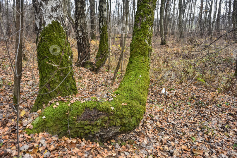 Скачать прогулка по осеннему лесу, опадающая листва фотосток Ozero