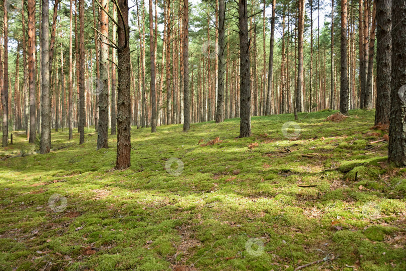 Скачать сосновый лес, прогулка по лесу, стволы деревьев фотосток Ozero