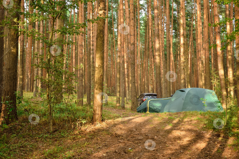 Скачать палатка в сосновом бору, кемпинг в лесу фотосток Ozero