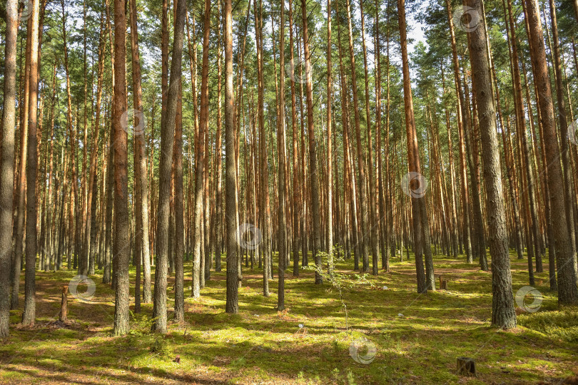 Скачать сосновый лес, прогулка по лесу, стволы деревьев фотосток Ozero