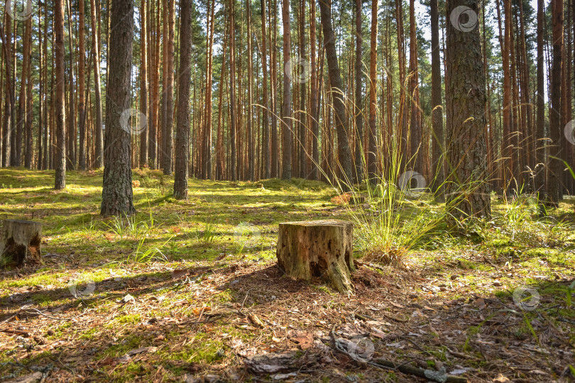 Скачать сосновый лес, прогулка по лесу, стволы деревьев фотосток Ozero