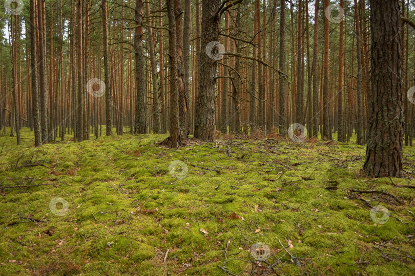 Скачать сосновый лес, прогулка по лесу, стволы деревьев фотосток Ozero