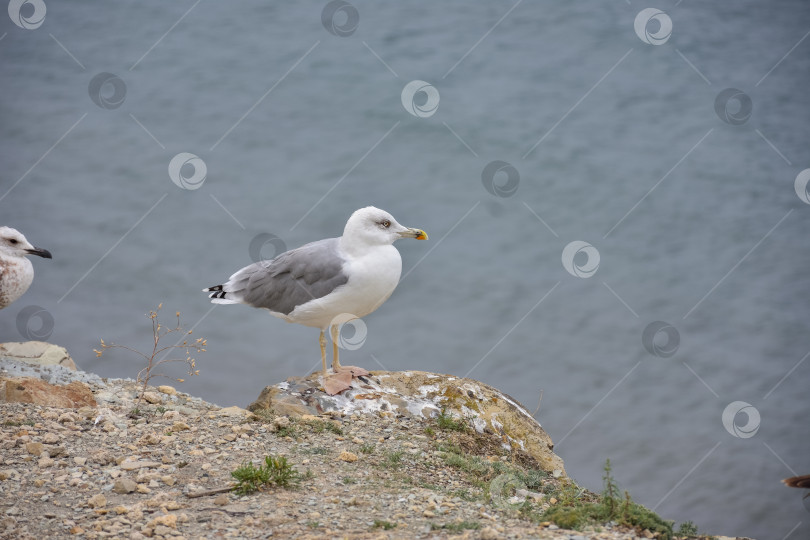 Скачать чайки, стоящие у моря на утесе фотосток Ozero