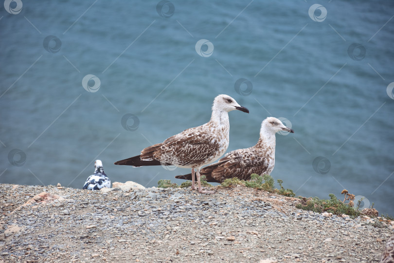 Скачать чайки, стоящие у моря на утесе фотосток Ozero