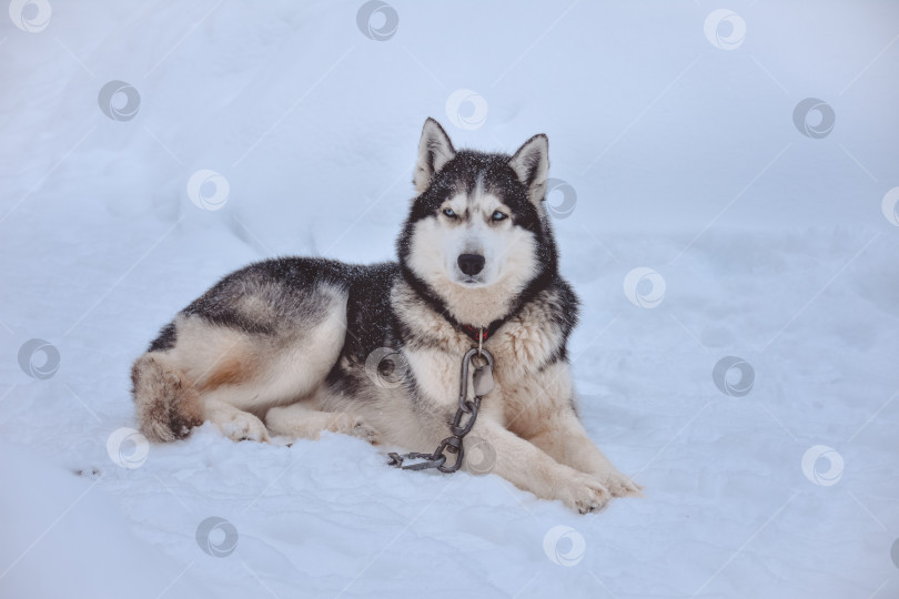 Скачать хаски лежит на снегу фотосток Ozero