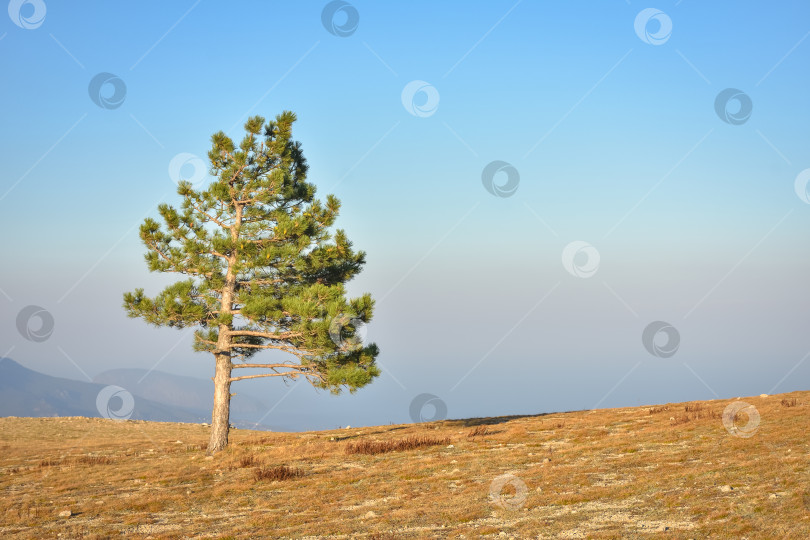 Скачать одинокая сосна на скале, дерево-гора, сосна на утесе фотосток Ozero