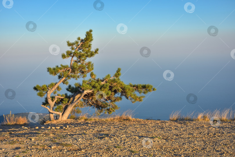 Скачать одинокая сосна на скале, дерево-гора, сосна на утесе фотосток Ozero