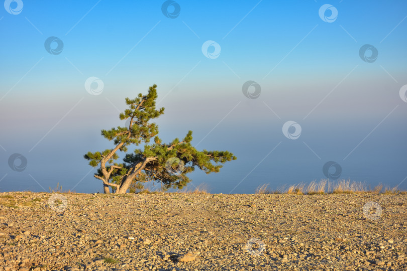 Скачать одинокая сосна на скале, дерево-гора, сосна на утесе фотосток Ozero