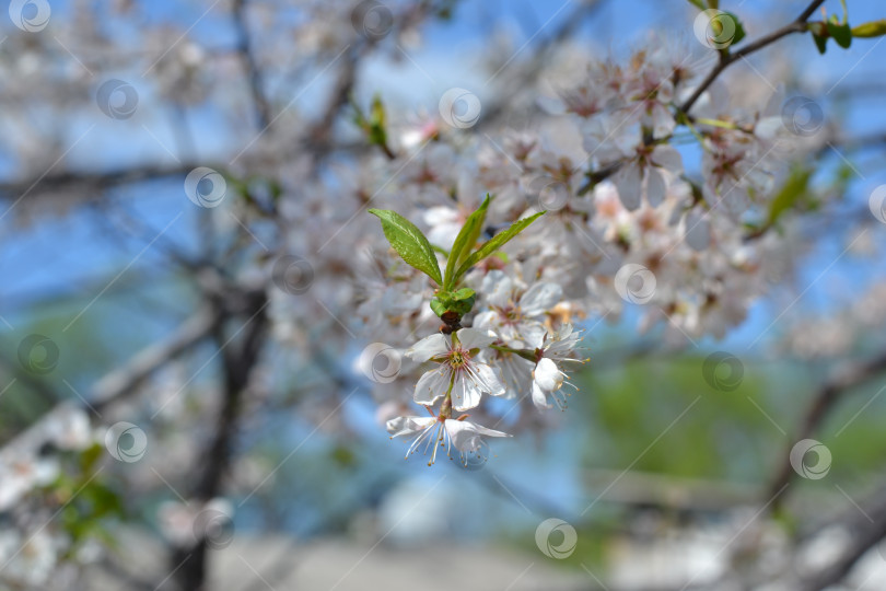 Скачать цветы сливы фотосток Ozero