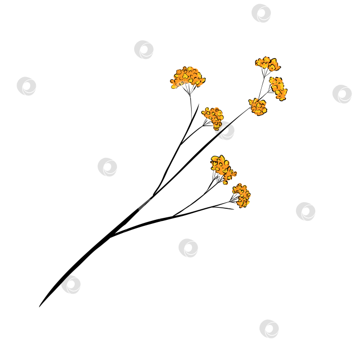 Скачать Черная веточка с желто-оранжевыми цветами, иллюстрация фотосток Ozero