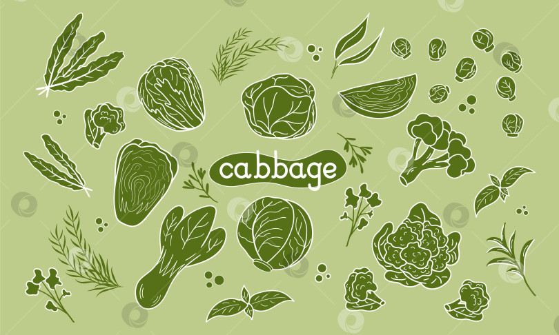 Скачать Установите различные векторные иллюстрации из зеленой капусты. Дизайн для дня капусты, здоровое питание, день, рецепты. фотосток Ozero