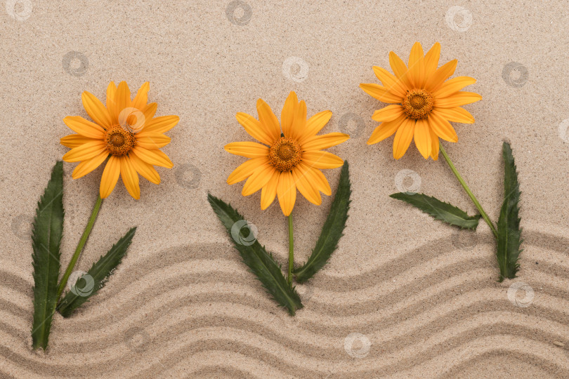 Скачать Концептуальное изображение желтых маргариток, растущих из песка. фотосток Ozero