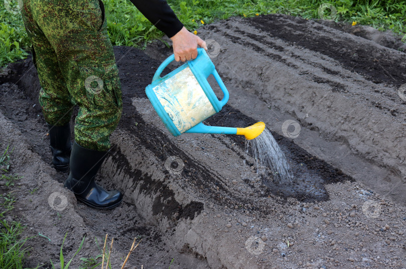 Скачать Мужчина поливает грядку с посаженными луковицами в тени весной фотосток Ozero