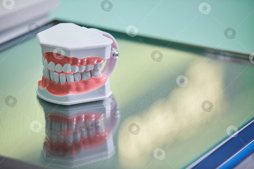 Скачать Стоматологический макет челюсти и зубов в клинике, учебный материал. фотосток Ozero