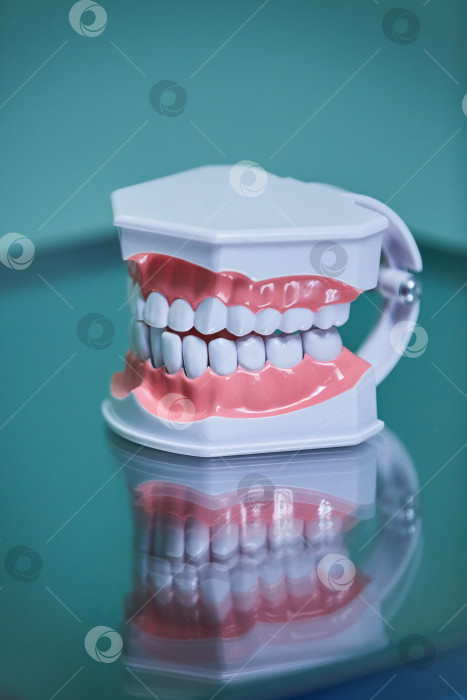 Скачать Стоматологический макет челюсти и зубов в клинике, учебный материал. фотосток Ozero