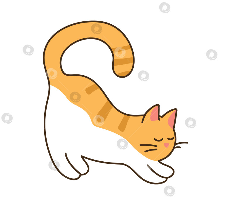 Скачать Домашний кот подтягивается с закрытыми глазами. Милый полосатый оранжевый питомец стоит. Забавное животное фотосток Ozero