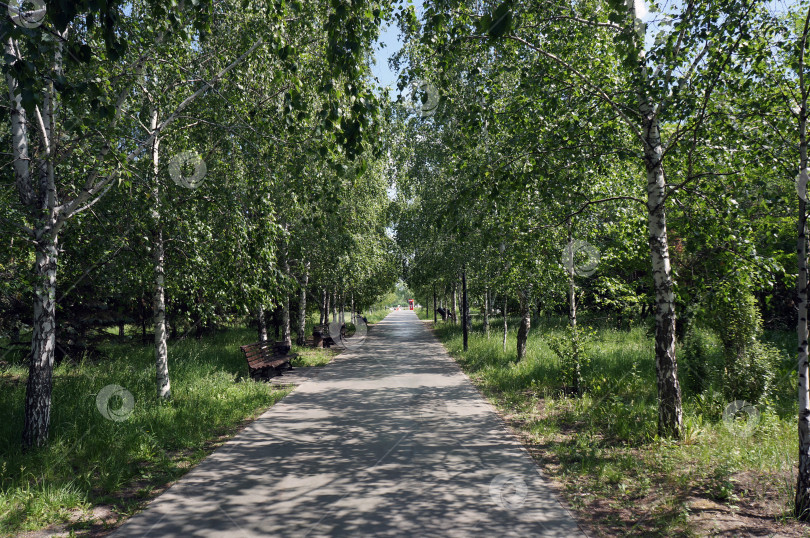 Скачать Аллея в парке фотосток Ozero