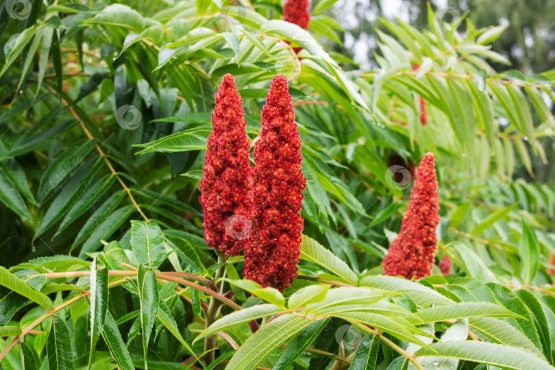 Скачать Крупный план растения с яркими красными цветами и пышными зелеными листьями фотосток Ozero