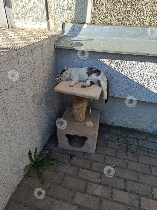 Скачать Черно-белая кошка развалилась на кошачьем дереве у окна фотосток Ozero