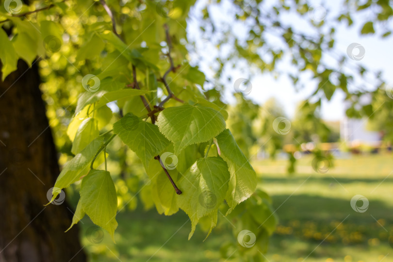 Скачать Ветка дерева со свисающими зелеными листьями - часть природного ландшафта фотосток Ozero
