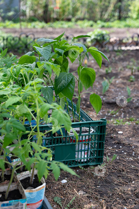 Скачать Фермер сажает рассаду помидоров в органическом саду. Высадка молодых растений в грядку фотосток Ozero