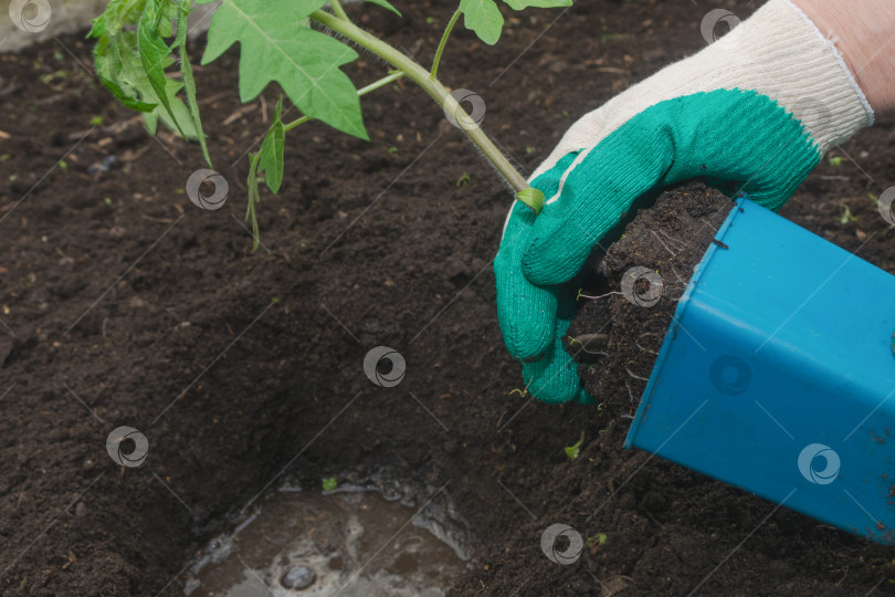 Скачать Женщина в саду высаживает рассаду помидоров в почву. Выращивание овощей фотосток Ozero