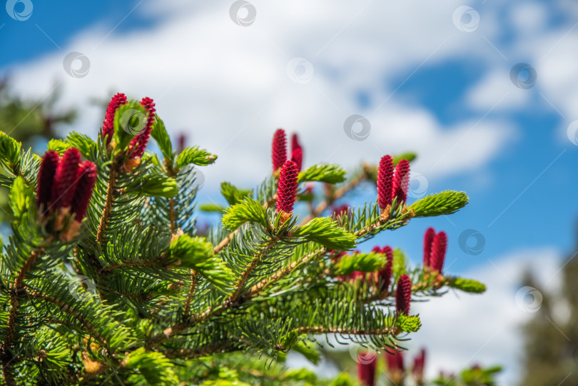 Скачать Picea jezoensis, ель темнокорневая или Эзо-ель, произрастающая на Дальнем Востоке России фотосток Ozero