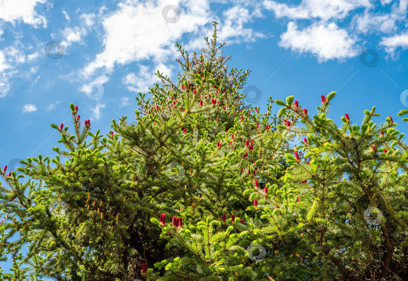 Скачать Picea jezoensis, ель темнокорневая или Эзо-ель, произрастающая на Дальнем Востоке России фотосток Ozero